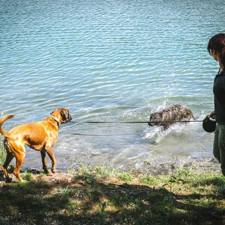 230705-hundezone-silbersee-karin-wernig-9-1