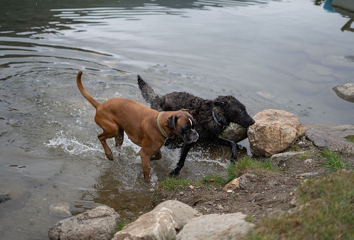 230412_Seezugang Hunde_Kerstin Katzjäger-Giannakopoulos(6)
