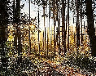 forest-6765636-1280-d05adb2633564c47be285b8eb739196b-4